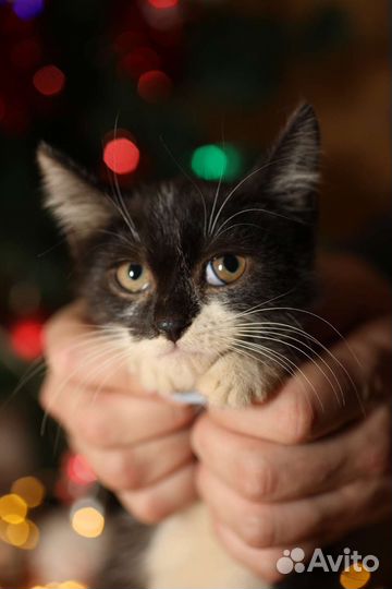 Котенок в дар