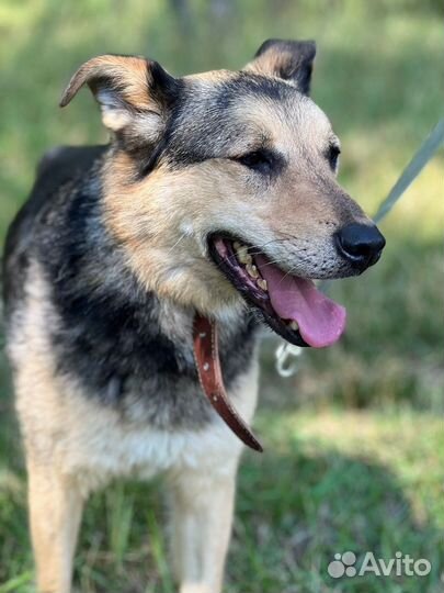 Самая лучшая собака на свете