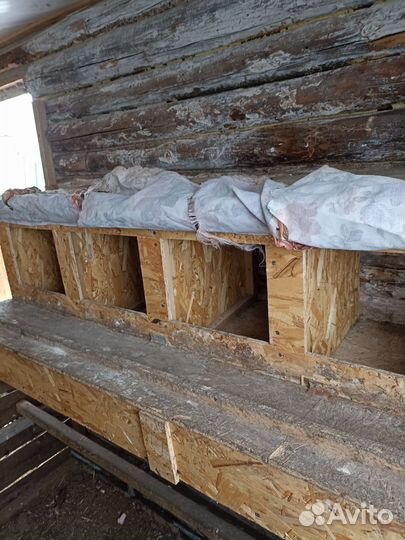 Гнездо для кур с яйцесборником