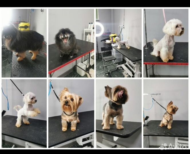 Грумер стрижка собак