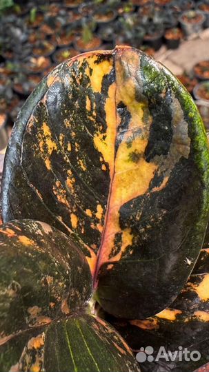 Замиокулькас вариегатный Big round leaf Black