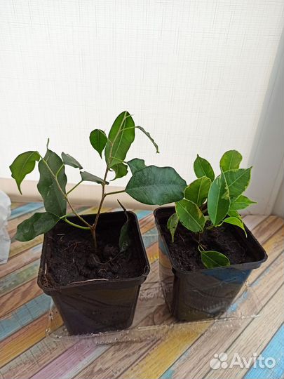 Фикус бенджамина