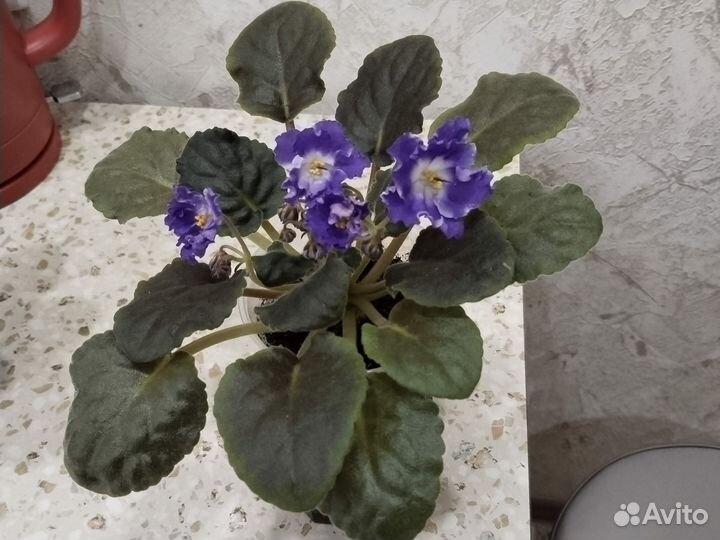 Цветущие фиалки