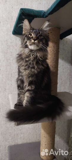 Котята мейнкуна