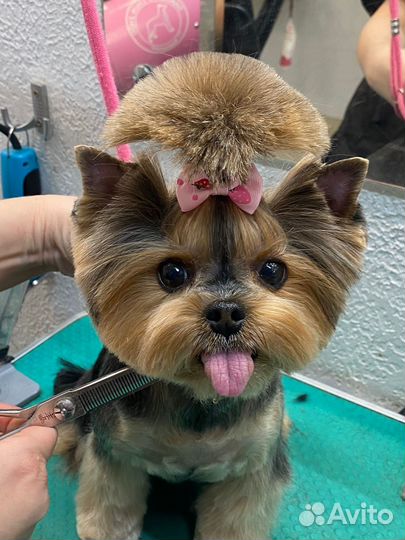 Груминг собак