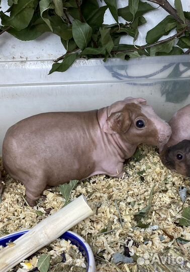 Породистая морская свинка