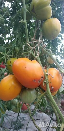 Помидоры домашние