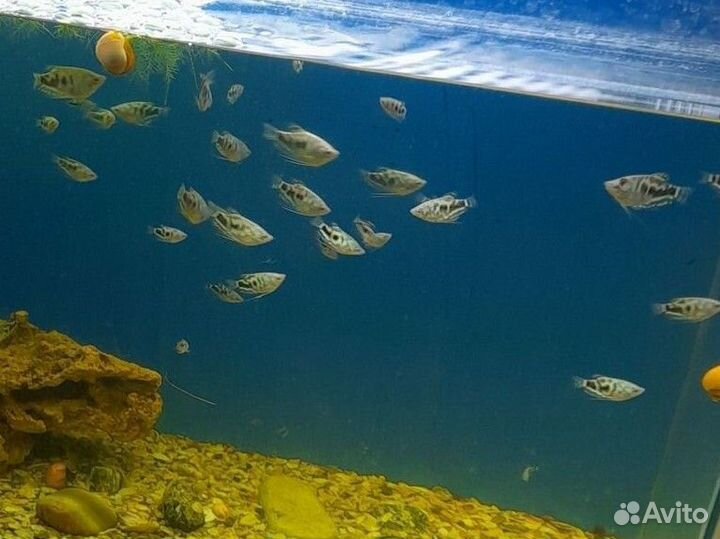 Аквариумные рыбки