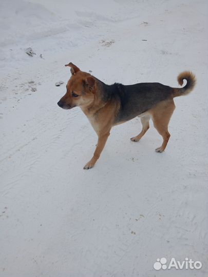 Собака мальчик