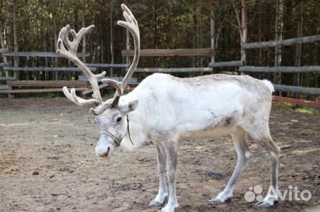 20апр.24 Экскурсия в Верх-Нейвинский /ту3032