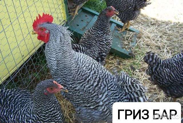 Гриз бар (цыплята)