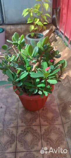 Замиокулькас