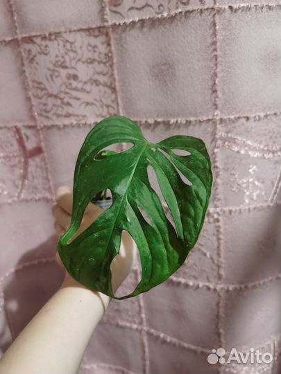 Монстера манки