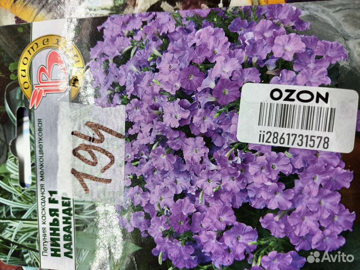 Петуния рассада