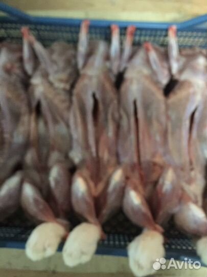 Корм для собак