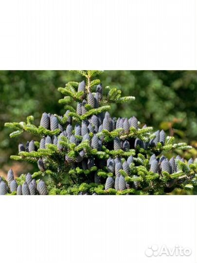 Пихта корейская Блю Стандарт