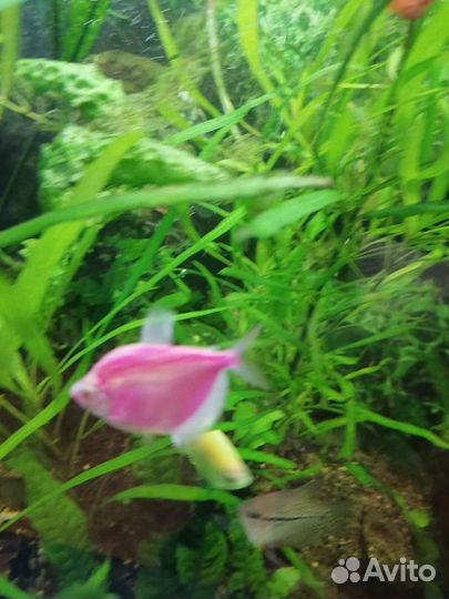 Аквариумные рыбки