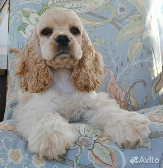 Девочка американский кокер спаниель