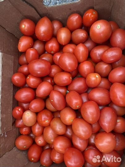 Помидоры сливка