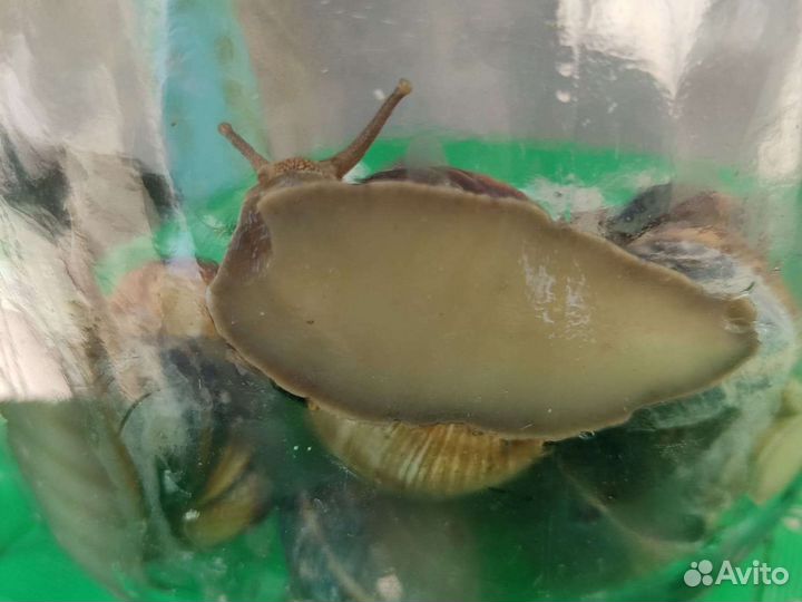 Улитки виноградные живые