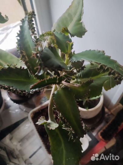 Каланхоэ лечебное