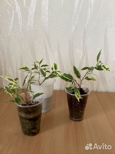 Фикус бенджамина пестролистный