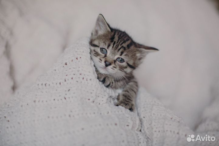 Котята в добрые руки бесплатно