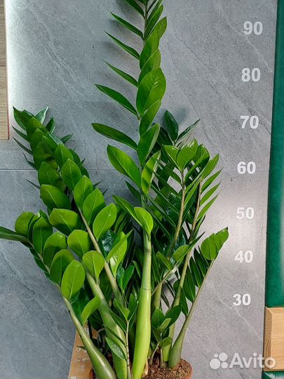 Замиокулькас