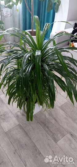 Пальма панданус