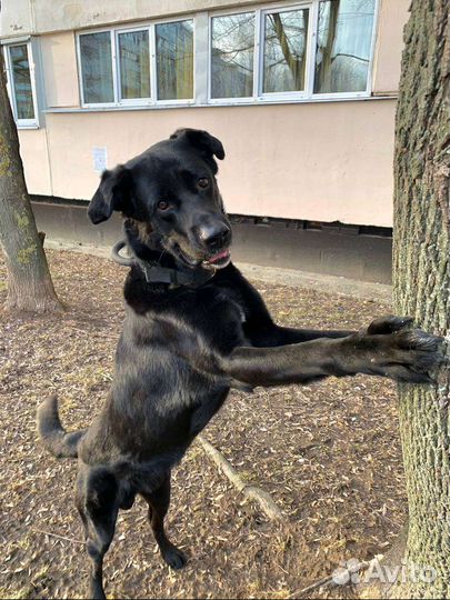 Собака в добрые руки