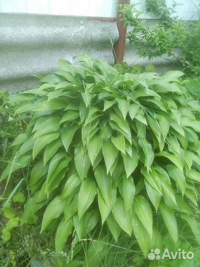 Папоротники, хосты и другие