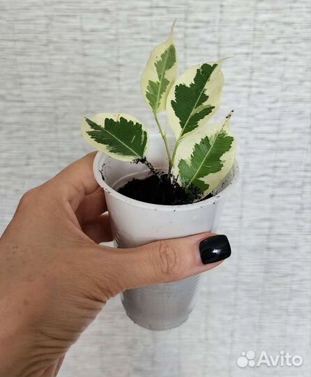 Фикус де гантель