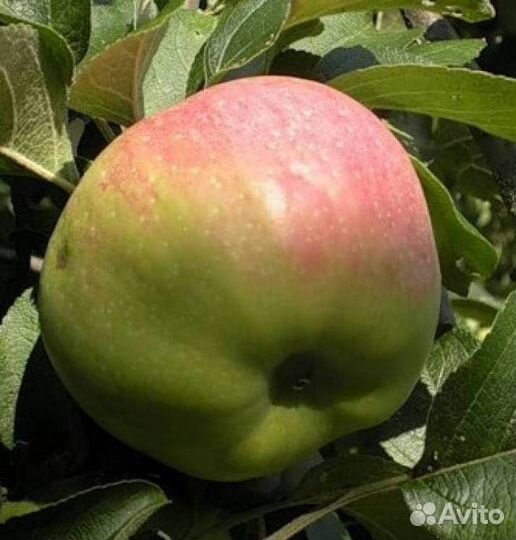 Саженцы яблони Богатырь