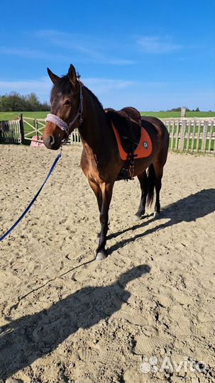 Молодая кобыла в спорт