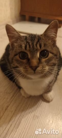 Кошка