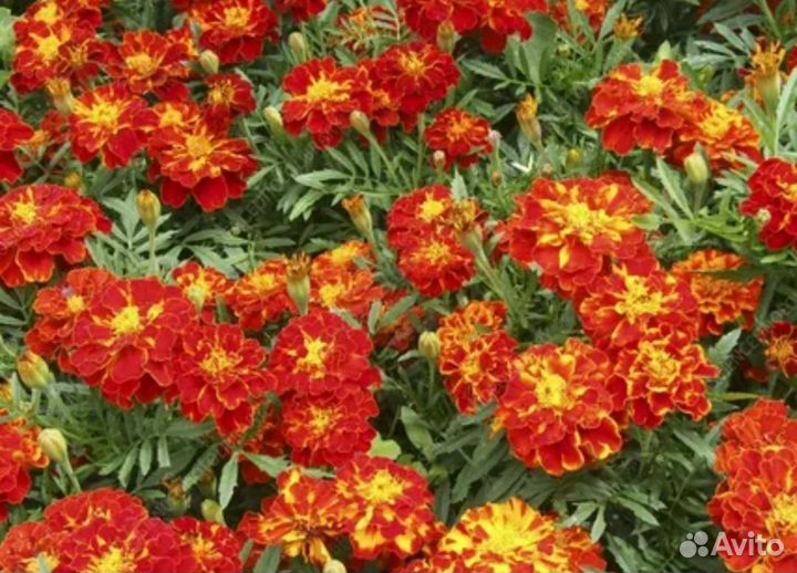 Рассада бархатцев под заказ после пикировки