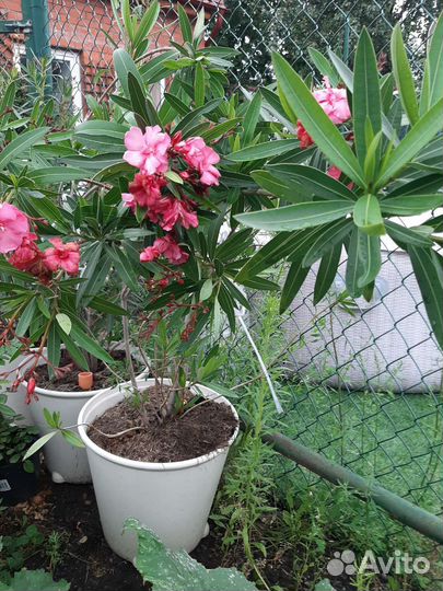 Олеандр махровый