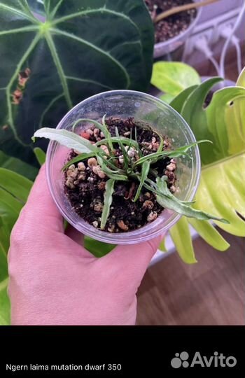 Сингониумы 1