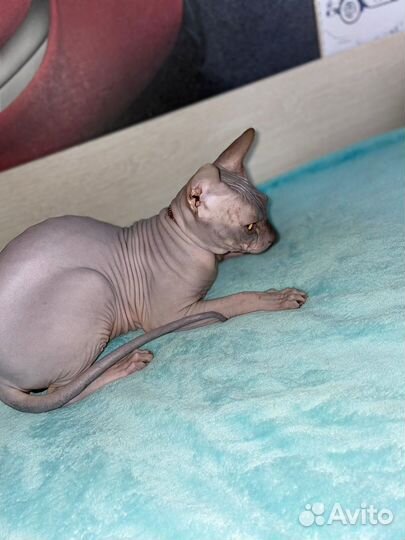 Донской сфинкс вязка