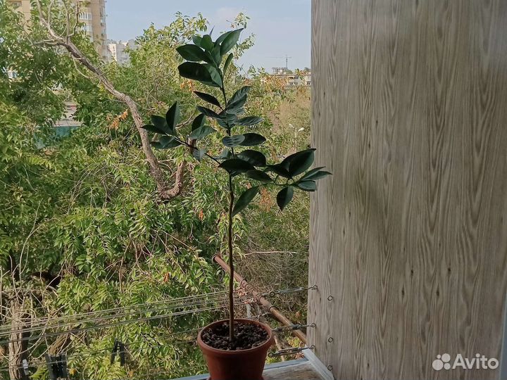 Апельсин Вашингтон Навел