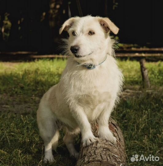 Маленький Филя в дар