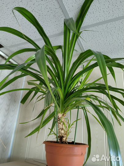 Большой комнатный цветок