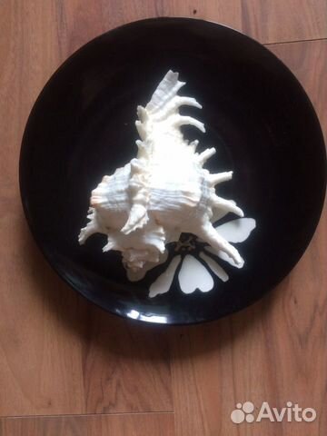 Ночник ракушка