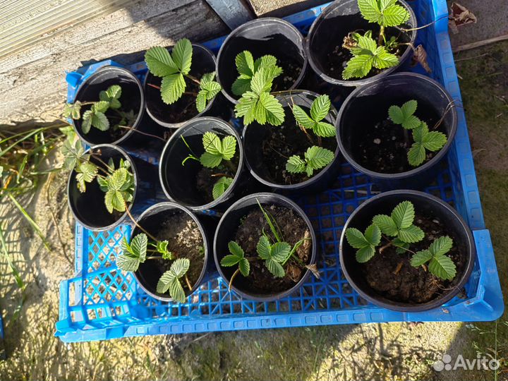 Рассада клубники