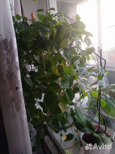 Комнатные цветы