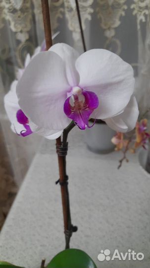 Орхидея фаленопсис