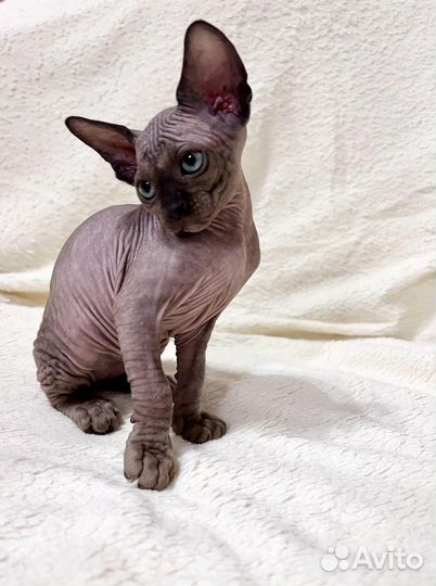 Канадский сфинкс