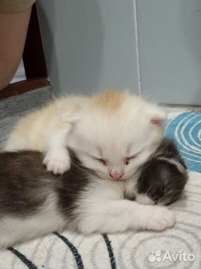 Милые котята