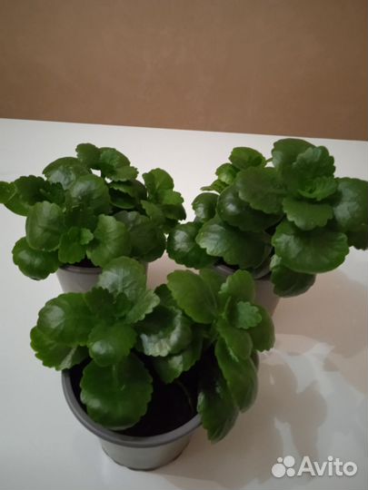 Каланхоэ дикоративный цветущий