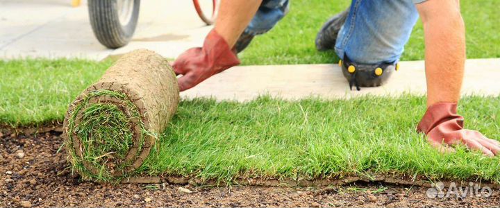Рулонный газон